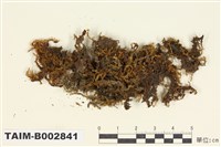 藏品(毛尖卷柏苔)的圖片